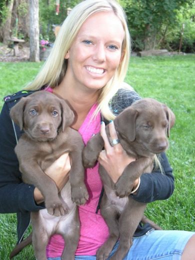 Puppies Landing image